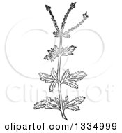 Poster, Art Print Of Black And White Woodcut Herbal Medicinal Vervain Verbena Plant