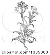 Black And White Woodcut Herbal Medicinal Wallflower Plant