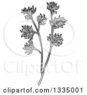 Black And White Woodcut Herbal Medicinal Wormwood Plant