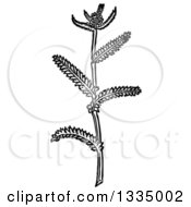 Clipart Of A Black And White Woodcut Herbal Medicinal Yarrow Plant Royalty Free Vector Illustration