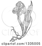 Clipart Of A Black And White Woodcut Aromatic Herbal Iris Plant Royalty Free Vector Illustration