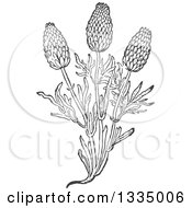 Black And White Woodcut Aromatic Herbal Lavender Plant