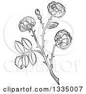 Poster, Art Print Of Black And White Woodcut Aromatic Herbal Rose Plant