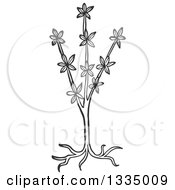 Clipart Of A Black And White Woodcut Aromatic Herbal Sweet Woodruff Plant Royalty Free Vector Illustration by Picsburg