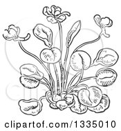 Clipart Of A Black And White Woodcut Aromatic Herbal Sweet Violet Plant Royalty Free Vector Illustration by Picsburg