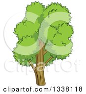 Clipart Of A Cartoon Tree With A Lush Green Mature Canopy 4 Royalty Free Vector Illustration