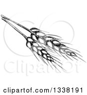 Clipart Of Black Sketched Wheat Stalks Royalty Free Vector Illustration