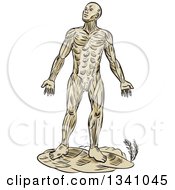 Poster, Art Print Of Retro Sketched Or Engraved Anatomical Man Of Muscle