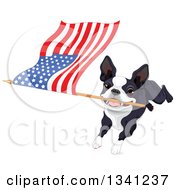 Poster, Art Print Of Cute Boston Terrier Or French Bulldog Running With An American Flag