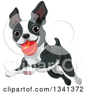 Cute Boston Terrier Or French Bulldog Playing With A Ball