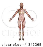 Clipart Of A 3d Anatomical Woman With Visible Muscles On White Royalty Free Illustration