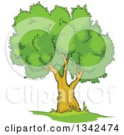 Clipart Of A Cartoon Tree With A Lush Green Mature Canopy 5 Royalty Free Vector Illustration
