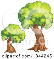 Poster, Art Print Of Mature Trees