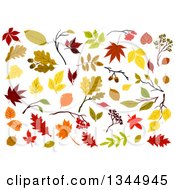 Poster, Art Print Of Colorful Autumn Leaves 4