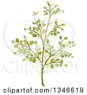 Poster, Art Print Of Moringa Plant Branch