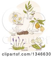 Poster, Art Print Of Sketched Herbal Plants And Titles