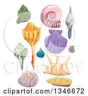 Poster, Art Print Of Scallop Nautilus And Conch Sea Shells