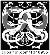 Clipart Of White Celtic Knot Dragons On Black 7 Royalty Free Vector Illustration