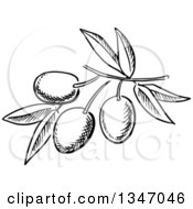 Poster, Art Print Of Black And White Sketched Branch Of Olives And Leaves