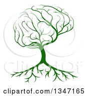Green Brain Canopied Tree With Roots