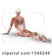 Poster, Art Print Of 3d Anatomical Man Stretching On The Floor In A Yoga Pose With Visible Muscles On Shaded White