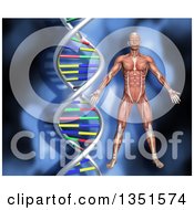 Poster, Art Print Of 3d Medical Anatomical Male With Visible Muscles Over A Blue Dna Background