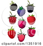 Clipart Of Blackberries And Raspberries Royalty Free Vector Illustration