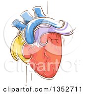 Sketched Colorful Human Heart Pulsating