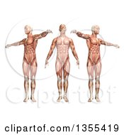 3d Anatomical Man With Visible Muscles Showing Trunk Rotation On A White Background
