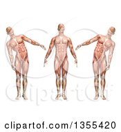 3d Anatomical Man With Visible Muscles Showing Trunk Lateral Bending On A White Background