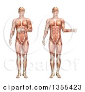 3d Anatomical Man With Visible Muscles Showing Shoulder Internal And External Rotation On A White Background