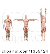 3d Anatomical Man With Visible Muscles Showing Shoulder Abduction And Adduction On A White Background