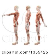 3d Anatomical Man With Visible Muscles Showing Shoulder Flexion Extension And Hyperextension On A White Background