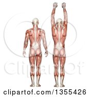 3d Rear View Of An Anatomical Man With Visible Muscles Showing Scapula Upward And Downward Rotation On A White Background