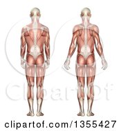 Poster, Art Print Of 3d Rear View Of An Anatomical Man With Visible Muscles Showing Scapula Protraction And Retraction On A White Background