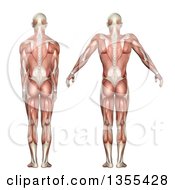 3d Rear View Of An Anatomical Man With Visible Muscles Showing Scapula Elevation And Depression On A White Background