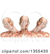3d Anatomical Man With Visible Muscles Showing Cervical Lateral Bending On A White Background