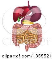 Clipart Of A 3d Diagram Of The Human Digestive System Digestive Tract Alimentary Canal Royalty Free Vector Illustration by AtStockIllustration