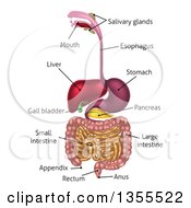 Clipart Of A 3d Labeled Diagram Of The Human Digestive System Digestive Tract Alimentary Canal Royalty Free Vector Illustration