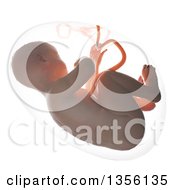 3d Human Fetus Inside The Womb On A White Background