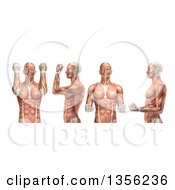 3d Anatomical Man With Visible Muscles Showing Elbow Flexion And Extension On A White Background