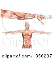 3d Anatomical Man With Visible Muscles Showing Elbow Pronation On A White Background