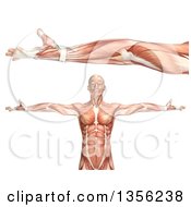3d Anatomical Man With Visible Muscles Showing Elbow Supination On A White Background
