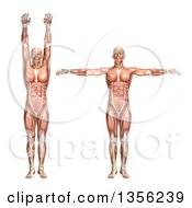 3d Anatomical Man With Visible Muscles Showing Shoulder Abduction And Adduction On A White Background