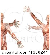 3d Anatomical Man With Visible Muscles Showing Circumduction On A White Background