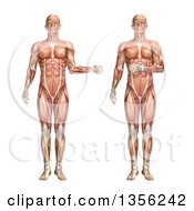 3d Anatomical Man With Visible Muscles Showing External And Internal Rotation On A White Background