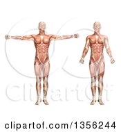 3d Anatomical Man With Visible Muscles Showing Shoulder Scaption On A White Background