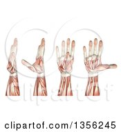 3d Anatomical Man With Visible Muscles Showing Thumb Abduction Adduction Extension And Flexion On A White Background
