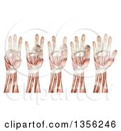 Poster, Art Print Of 3d Anatomical Man With Visible Muscles Showing The Showing Thumb Touching Each Finger On A White Background