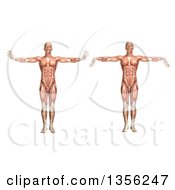 3d Anatomical Man With Visible Muscles Showing Wrist Extension And Flexion On A White Background